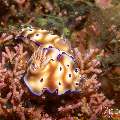 Nudibranch, photo taken in Philippines, Negros Oriental, Dauin, Marina Point