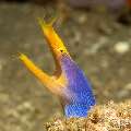 Ribbon Eel (Rhinomuraena quaesita), photo taken in Philippines, Negros Oriental, Dauin, Marina Point