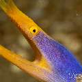 Ribbon Eel (Rhinomuraena quaesita), photo taken in Philippines, Negros Oriental, Dauin, Marina Point