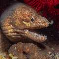 Bartail Moray (Gymnothorax zonipectis), photo taken in Philippines, Negros Oriental, Dauin, Marina Point