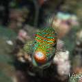 Papuan Toby (Canthigaster papua), photo taken in Philippines, Negros Oriental, Dauin, Marina Point