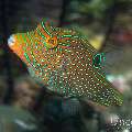 Papuan Toby (Canthigaster papua), photo taken in Philippines, Negros Oriental, Dauin, Marina Point