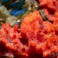 Painted Frogfish (Antennarius pictus), photo taken in Philippines, Negros Oriental, Dauin, Marina Point