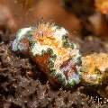 Nudibranch, photo taken in Philippines, Negros Oriental, Dauin, Marina Point