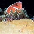 Pink Anemonefish (Amphiprion perideraion), Sarasvati anemone shrimp (Ancylomenes sarasvati), photo taken in Philippines, Negros Oriental, Dauin, Marina Point