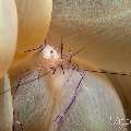 Bubble Coral Shrimp (Vir philippinensis), photo taken in Philippines, Negros Oriental, Dauin, Marina Point