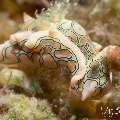 Nudibranch (Sagaminopteron Psychedelicum)