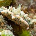 Nudibranch (Sagaminopteron psychedelicum), photo taken in Philippines, Negros Oriental, Dauin, Marina Point