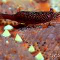 Sea star shrimp (Zenopontonia soror), photo taken in Philippines, Negros Oriental, Dauin, Marina Point