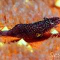 Sea star shrimp (Zenopontonia soror), photo taken in Philippines, Negros Oriental, Dauin, Marina Point