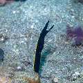 Ribbon Eel (Rhinomuraena quaesita), photo taken in Philippines, Negros Oriental, Dauin, Marina Point