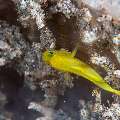 Yellow Goby (Lubricogobius exiguus), photo taken in Philippines, Negros Oriental, Dauin, Airlacs