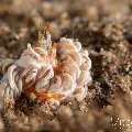 Nudibranch (Tenellia Sp.)