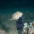 Shortnose Boxfish (Rhynchostracion Nasus)