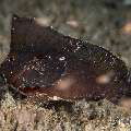 Spiny waspfish (Ablabys macracanthus), photo taken in Philippines, Negros Oriental, Dauin, Airlacs