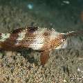 Peacock Razorfish (Iniistius pavo), photo taken in Philippines, Negros Oriental, Dauin, Airlacs