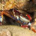 Blue Swimming Crab (Portunus Pelagicus)