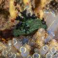 Nudibranch, photo taken in Philippines, Negros Oriental, Dauin, Airlacs