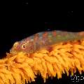 Whip Coral Goby (Bryaninops Yongei), photo taken in Philippines, Negros Oriental, Dauin, Airlacs