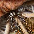 Crinoid Squatlobster (Allogalathea elegans), photo taken in Philippines, Negros Oriental, Dauin, Airlacs