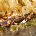 Harlequin Swimmer Crab (Lissocarcinus laevis), photo taken in Philippines, Negros Oriental, Dauin, Airlacs