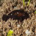 Nudibranch, photo taken in Philippines, Negros Oriental, Dauin, Airlacs