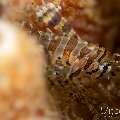 Broadbarred firefish (Pterois antennata), photo taken in Philippines, Negros Oriental, Dauin, Airlacs