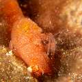 White-spotted snapping shrimp (Alpheus sp.), photo taken in Philippines, Negros Oriental, Dauin, Airlacs