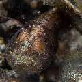 Mottled Cardinalfish (Fowleria vaiulae), photo taken in Philippines, Negros Oriental, Dauin, Airlacs