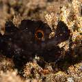 Deepwater Frogfish (Nudiantennarius subteres), photo taken in Philippines, Negros Oriental, Dauin, Airlacs