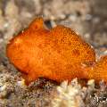 Painted Frogfish (Antennarius pictus), photo taken in Philippines, Negros Oriental, Dauin, Airlacs