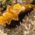 Nudibranch, photo taken in Philippines, Negros Oriental, Dauin, Airlacs