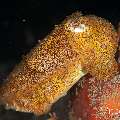 Broadclub cuttlefish (Sepia latimanus), Juvenile, photo taken in Philippines, Negros Oriental, Dauin, Airlacs