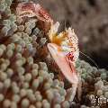 Spotted porcelain crab (Neopetrolisthes maculatus), photo taken in Philippines, Negros Oriental, Dauin, Airlacs