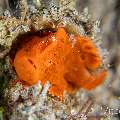 Painted Frogfish (Antennarius pictus), photo taken in Philippines, Negros Oriental, Dauin, Airlacs