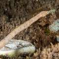 Shorttailed Pipefish (Trachyrhamphus bicoarctatus), photo taken in Philippines, Negros Oriental, Dauin, Airlacs