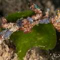 Decorator Crab (Camposcia Retusa)