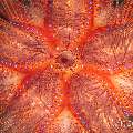 Radient sea urchin (Astropyga radiata), photo taken in Philippines, Negros Oriental, Dauin, Airlacs