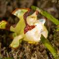 Warty Frogfish (Antennarius maculatus), photo taken in Philippines, Negros Oriental, Dauin, Airlacs