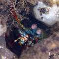 Peacock Mantis Shrimp (Odontodactylus scyllarus), photo taken in Indonesia, Bali, Tulamben, Batu Niti Slope Peacock Mantis Shrimp (Odontodactylus scyllarus), photo taken in Indonesia, Bali, Tulamben, Batu Niti Slope