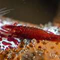 Sea star shrimp (Zenopontonia soror), photo taken in Indonesia, Bali, Tulamben, Batu Niti Slope Sea star shrimp (Zenopontonia soror), photo taken in Indonesia, Bali, Tulamben, Batu Niti Slope