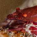 Sea star shrimp (Zenopontonia soror), photo taken in Indonesia, Bali, Tulamben, Batu Niti Slope Sea star shrimp (Zenopontonia soror), photo taken in Indonesia, Bali, Tulamben, Batu Niti Slope