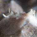 Nudibranch, photo taken in Indonesia, Bali, Tulamben, Batu Niti Slope Nudibranch, photo taken in Indonesia, Bali, Tulamben, Batu Niti Slope
