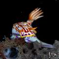 Nudibranch, photo taken in Indonesia, Bali, Tulamben, Batu Niti Slope Nudibranch, photo taken in Indonesia, Bali, Tulamben, Batu Niti Slope