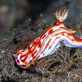 Nudibranch, photo taken in Indonesia, Bali, Tulamben, Batu Niti Slope Nudibranch, photo taken in Indonesia, Bali, Tulamben, Batu Niti Slope