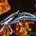 Crinoid Squatlobster (Allogalathea elegans), photo taken in Indonesia, Bali, Tulamben, Batu Niti Slope Crinoid Squatlobster (Allogalathea elegans), photo taken in Indonesia, Bali, Tulamben, Batu Niti Slope