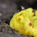 Juvenile, Warty Frogfish (Antennarius maculatus), photo taken in Indonesia, Bali, Tulamben, Batu Niti Slope Juvenile, Warty Frogfish (Antennarius maculatus), photo taken in Indonesia, Bali, Tulamben, Batu Niti Slope