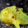 Juvenile, Warty Frogfish (Antennarius maculatus), photo taken in Indonesia, Bali, Tulamben, Batu Niti Slope Juvenile, Warty Frogfish (Antennarius maculatus), photo taken in Indonesia, Bali, Tulamben, Batu Niti Slope