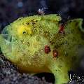 Juvenile, Warty Frogfish (Antennarius maculatus), photo taken in Indonesia, Bali, Tulamben, Batu Niti Slope Juvenile, Warty Frogfish (Antennarius maculatus), photo taken in Indonesia, Bali, Tulamben, Batu Niti Slope