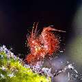Hairy shrimp (Phycocaris simulans), photo taken in Indonesia, Bali, Tulamben, Batu Niti Slope Hairy shrimp (Phycocaris simulans), photo taken in Indonesia, Bali, Tulamben, Batu Niti Slope